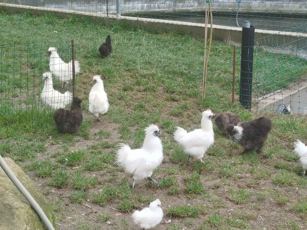 Prodám hedvabničky - 2