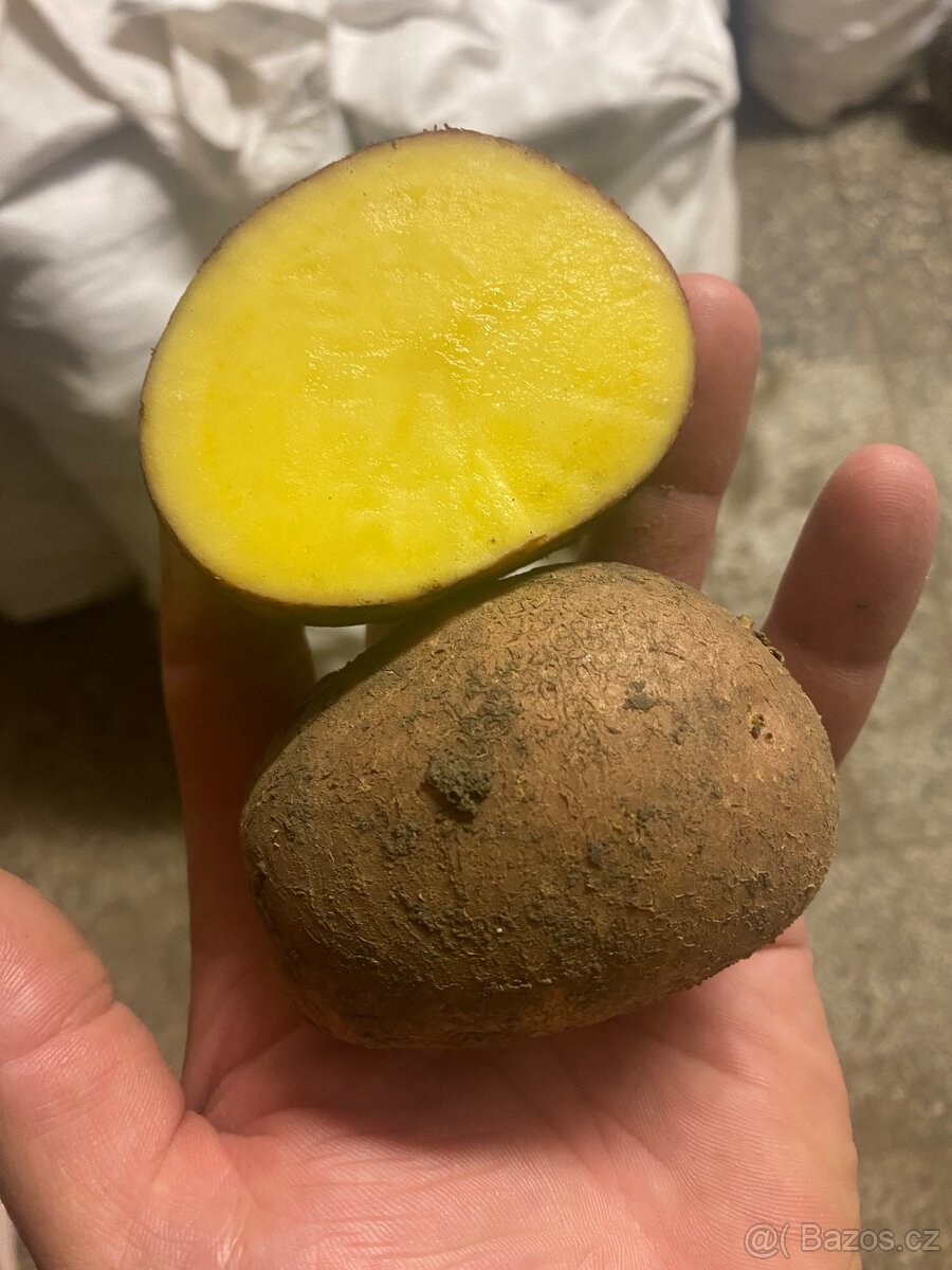 Prodám konzumní brambory na uskladnění - 2