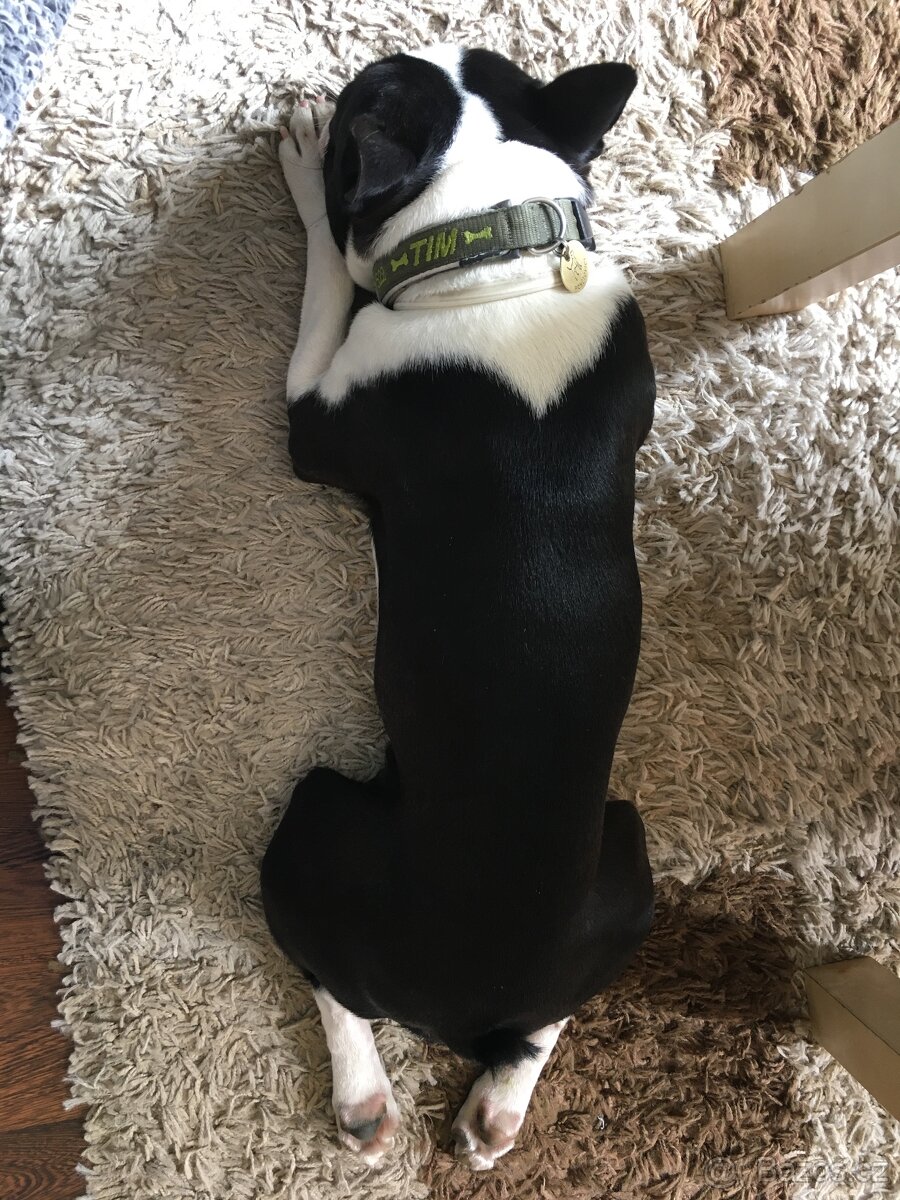 Bostonský terier ke krytí - 2