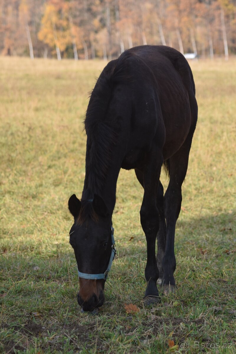Belmondo letošní odstávče - 2