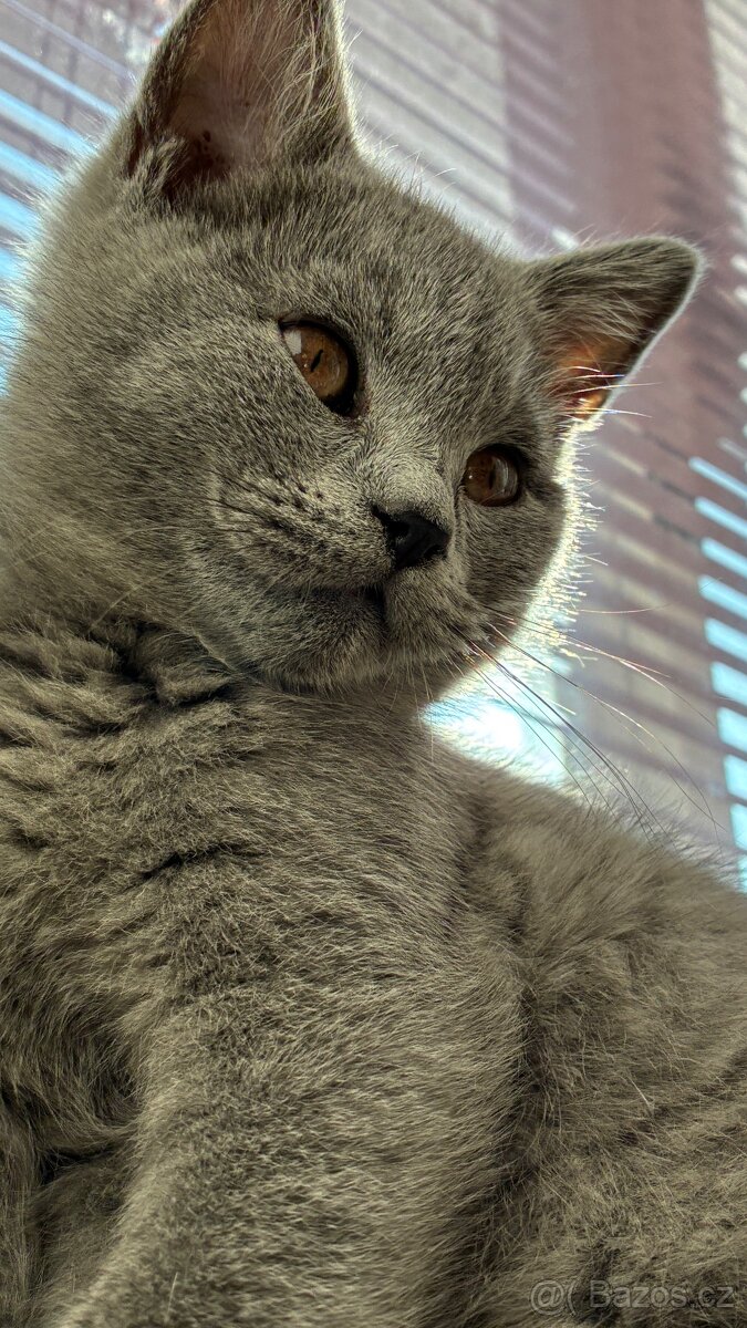 Britská koťata - 2