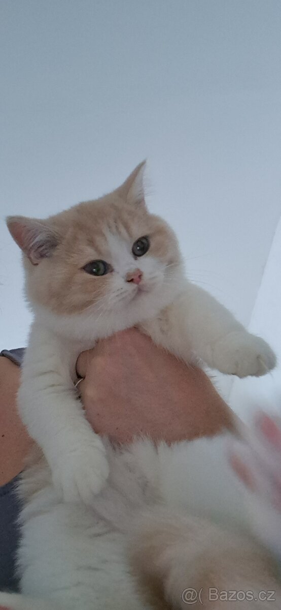 Britská koťátka s PP - 2