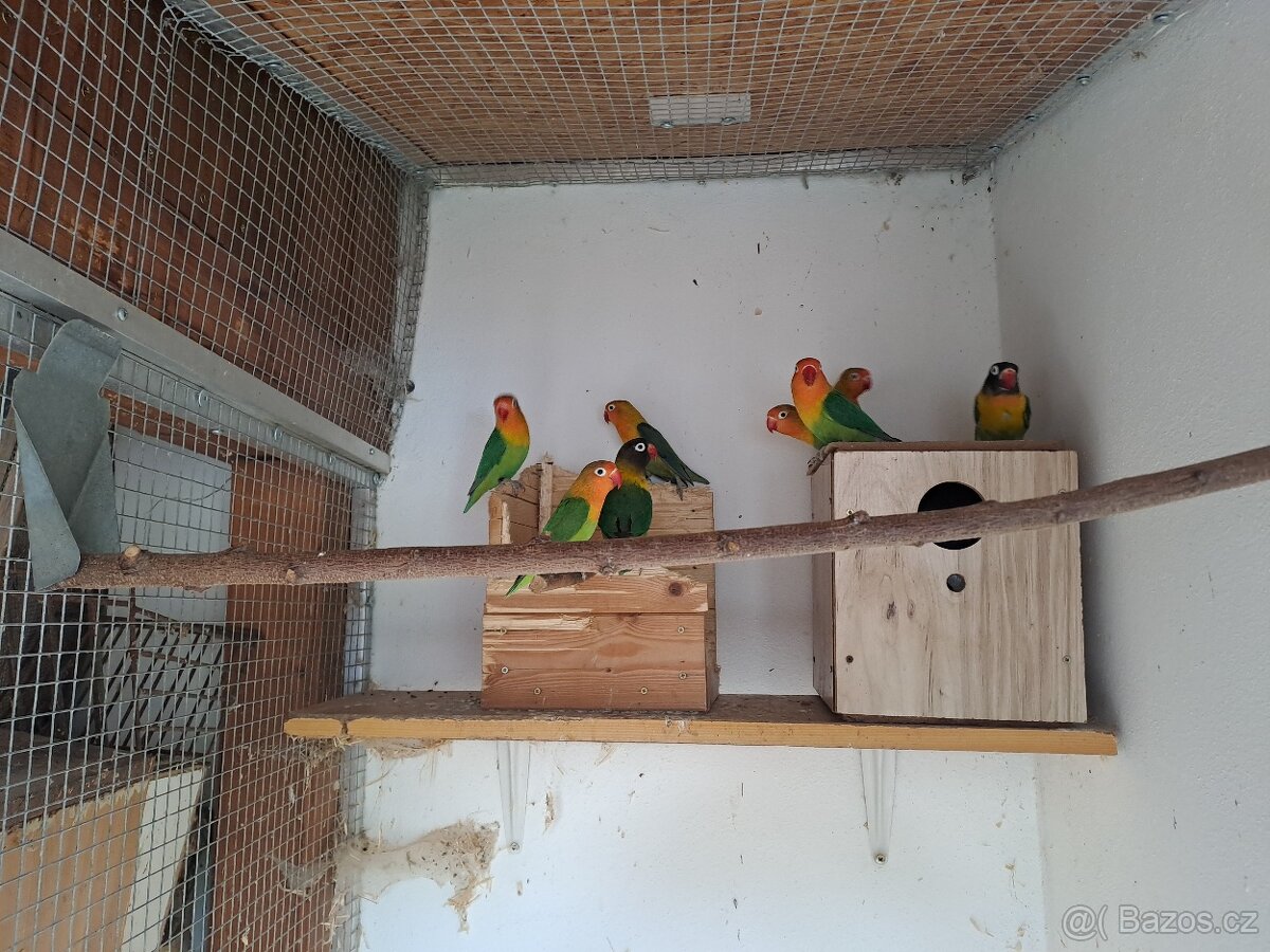 Agapornis Fishery,Škraboškový,Růžovohrdlý - 2