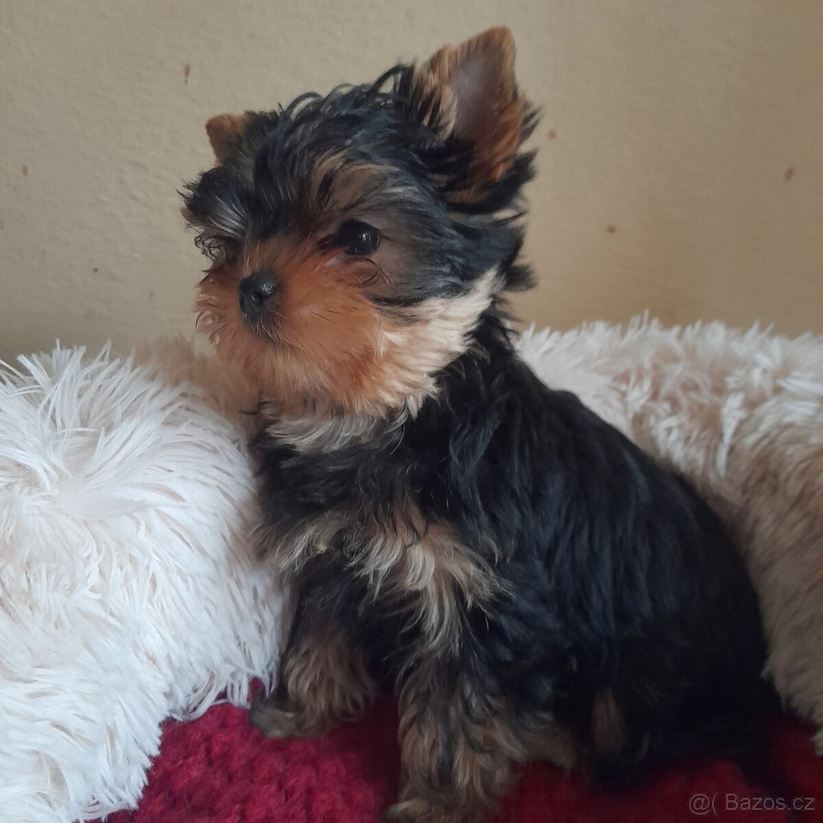 Jorkšírský teriér - 2