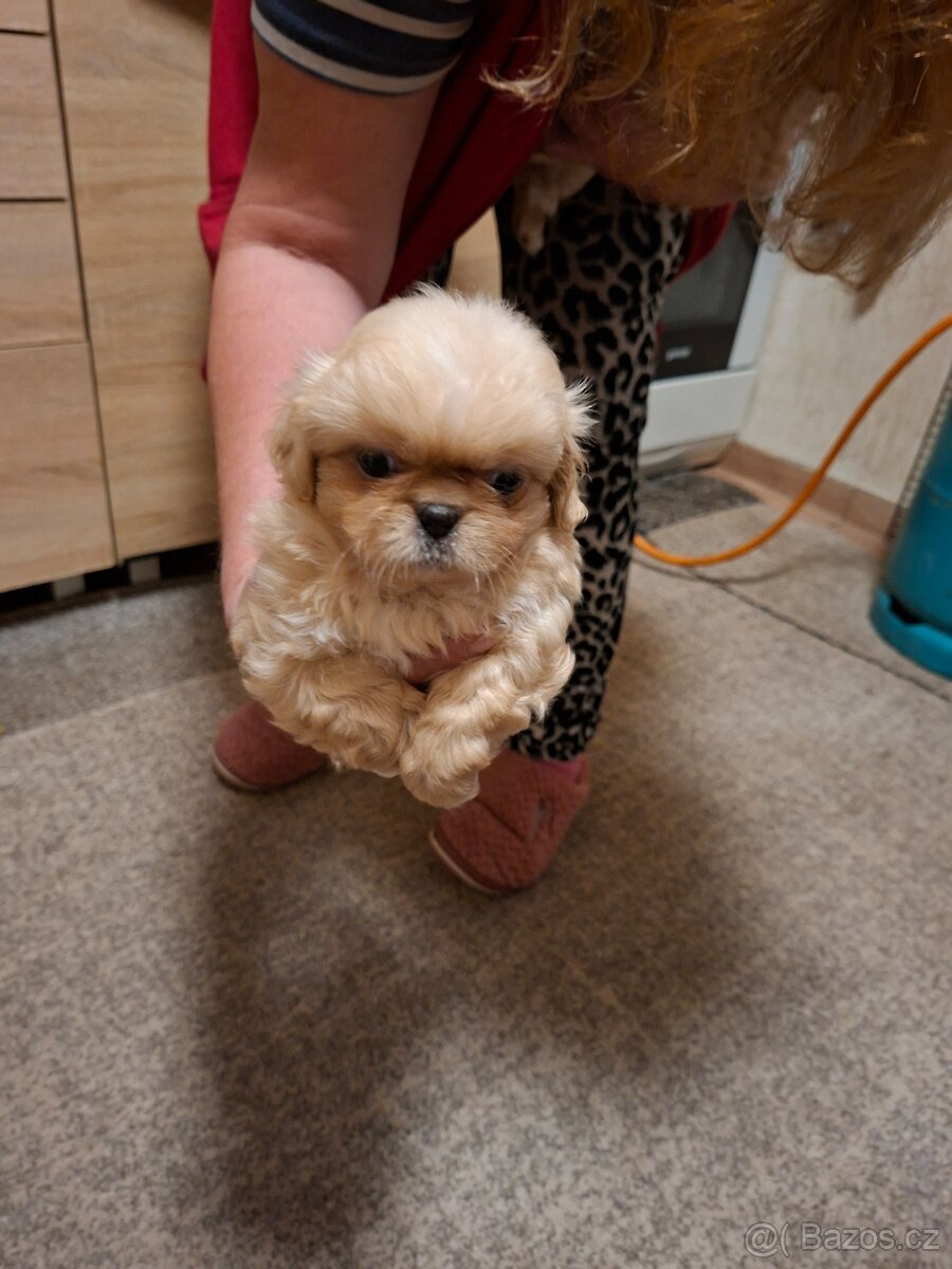 štenata pekineza - 2