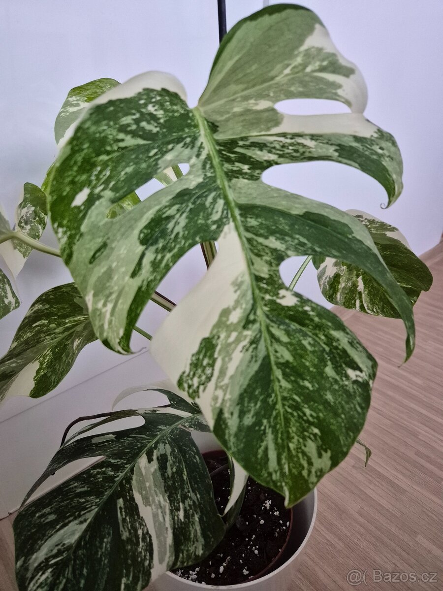Monstera albo variegatu - 2