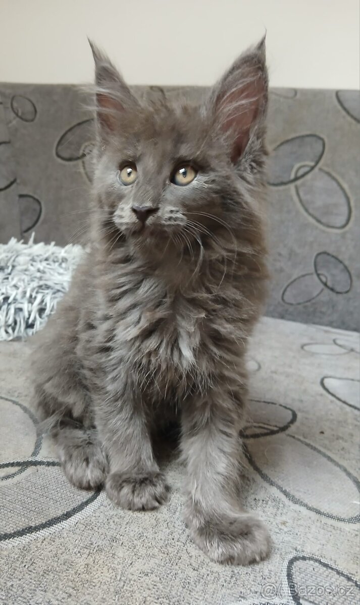 Mainská Mývalí s pp - 2