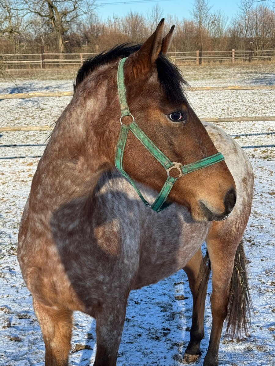 Prodám mladou klisnu zajímavé barvy - 2