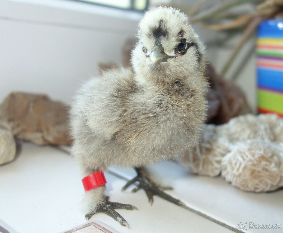 Hedvábnička velká vousatá - EU - 2