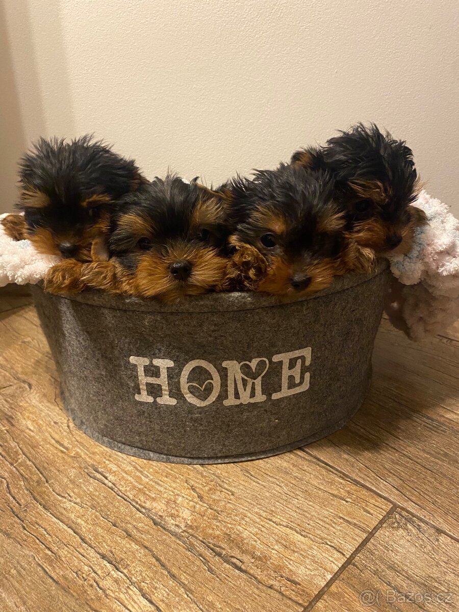 Jorksirsky terier s PP - 2