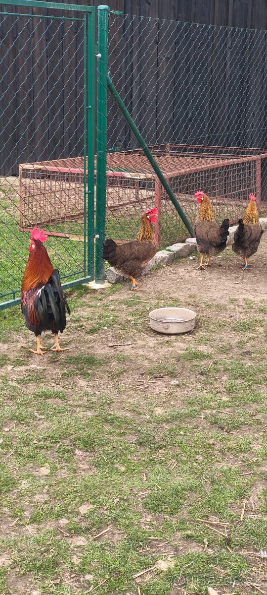 Vlaška koroptví - 2