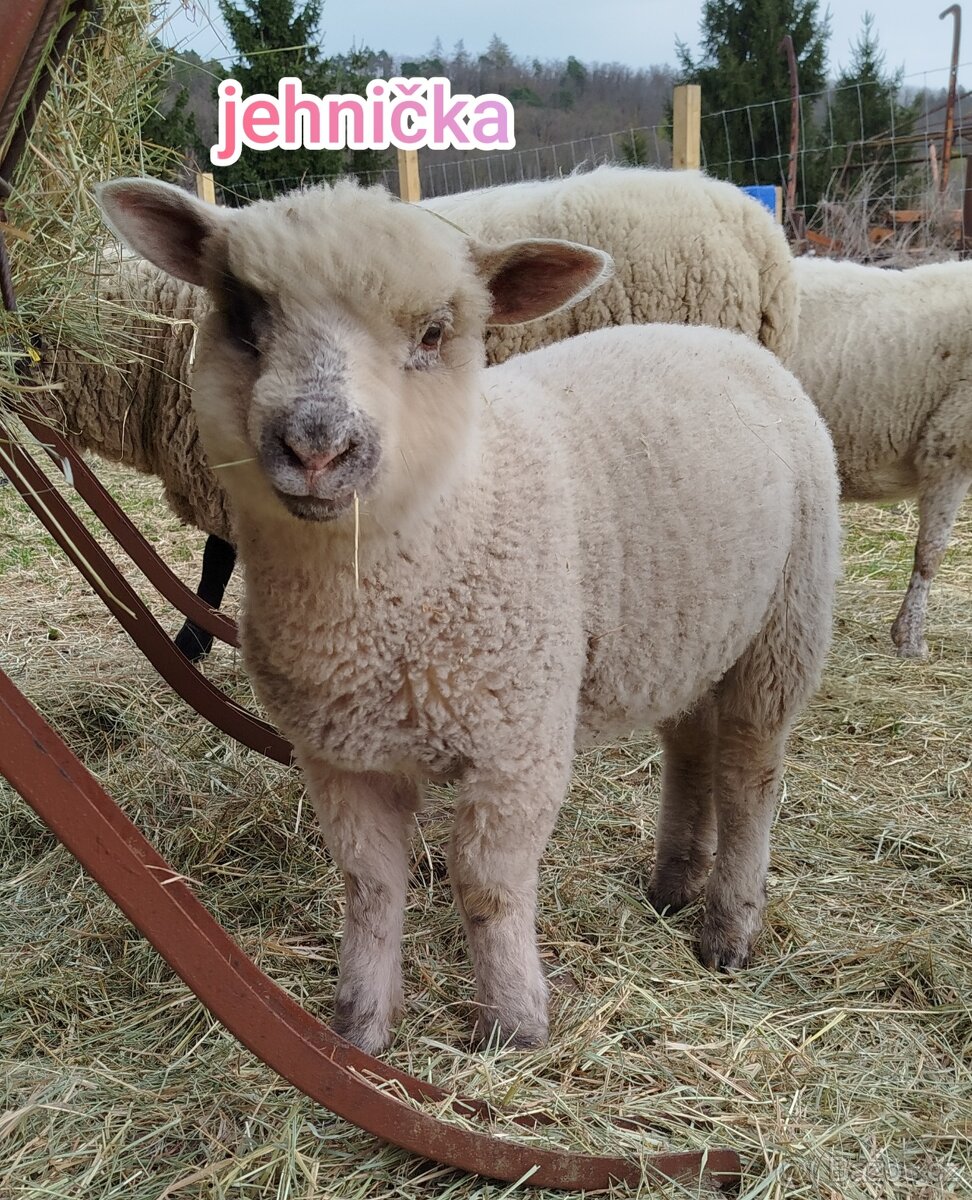 Jehňata - 2