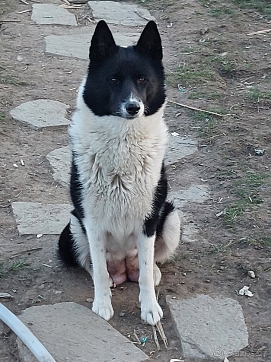 Ruskoevropská lajka - 2