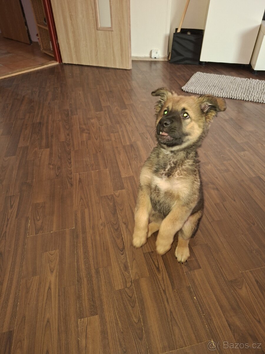 Štěně vlčáka - 2