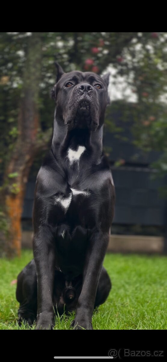 Krycí pes Cane Corso s PP - 2