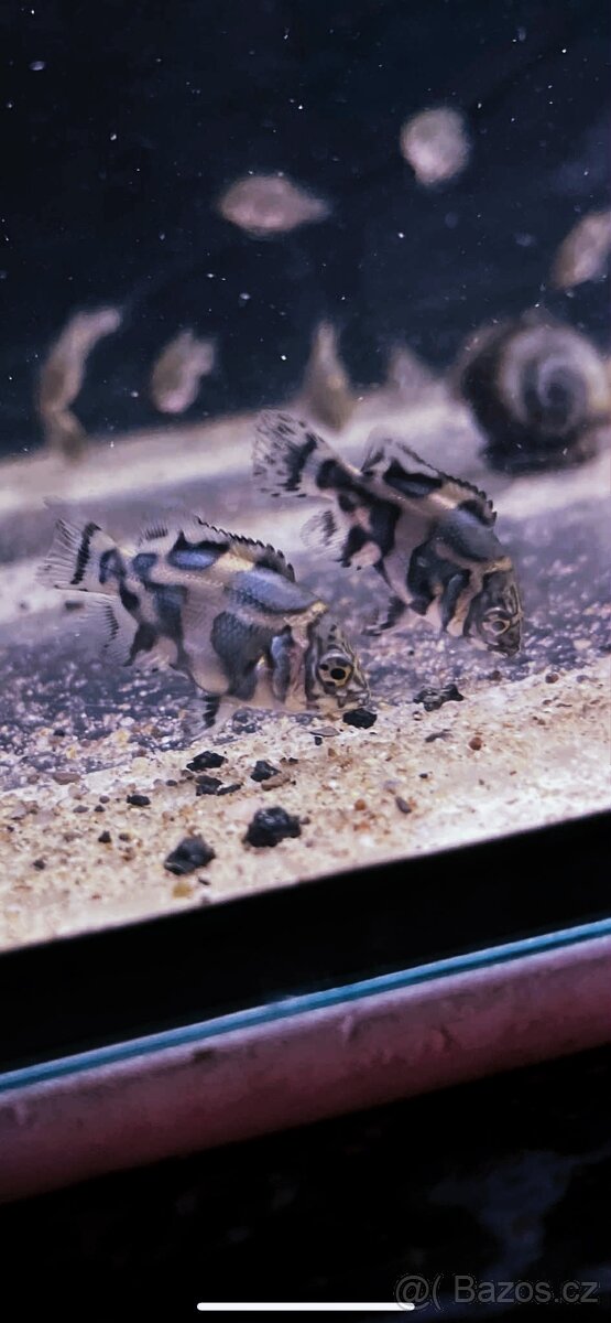 Akvarijní rybičky - 2