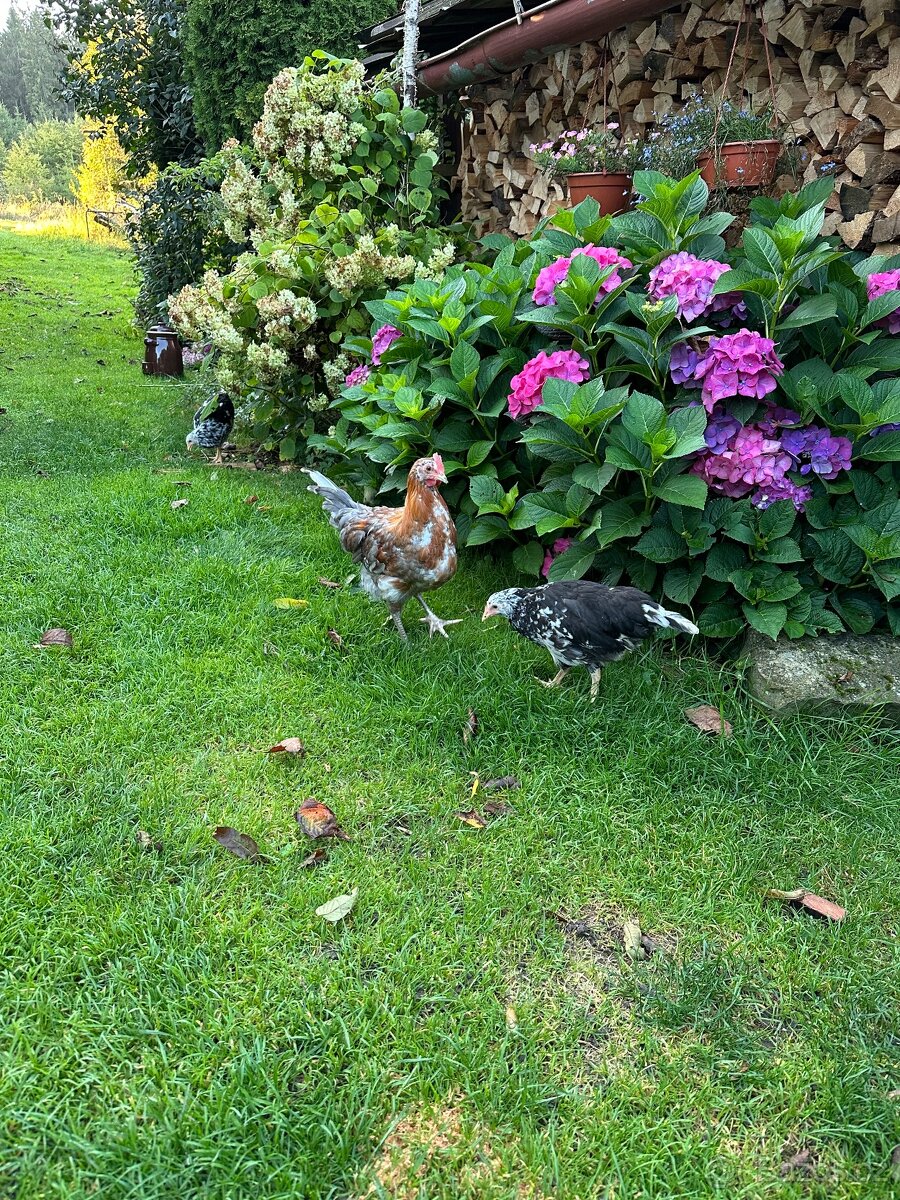 Švédská květina - 2