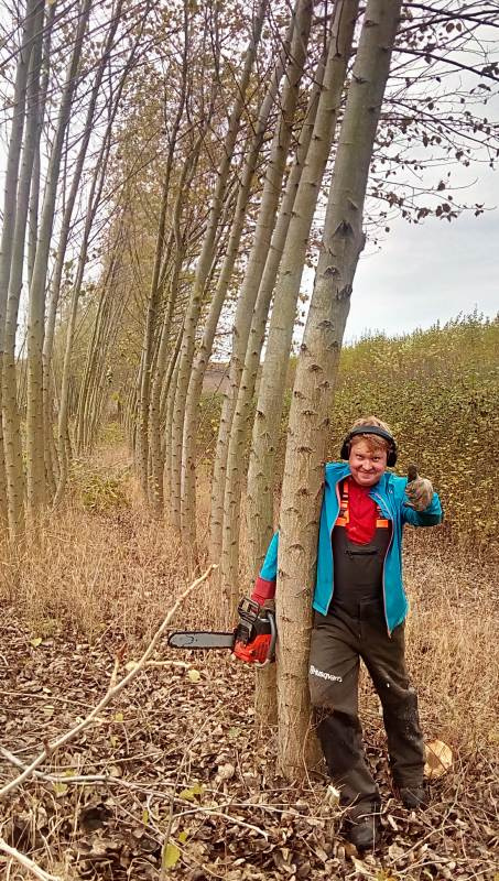 Japonský topol - sadba - 2