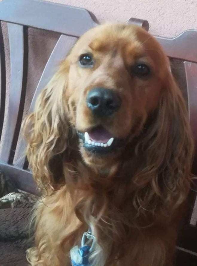 Krytí anglickým kokrspanelem - 2