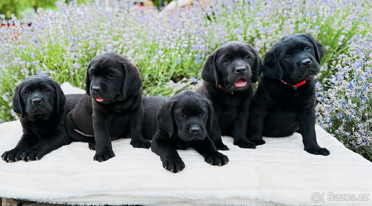REZERVACE Labradorský Retriever s PP - 2