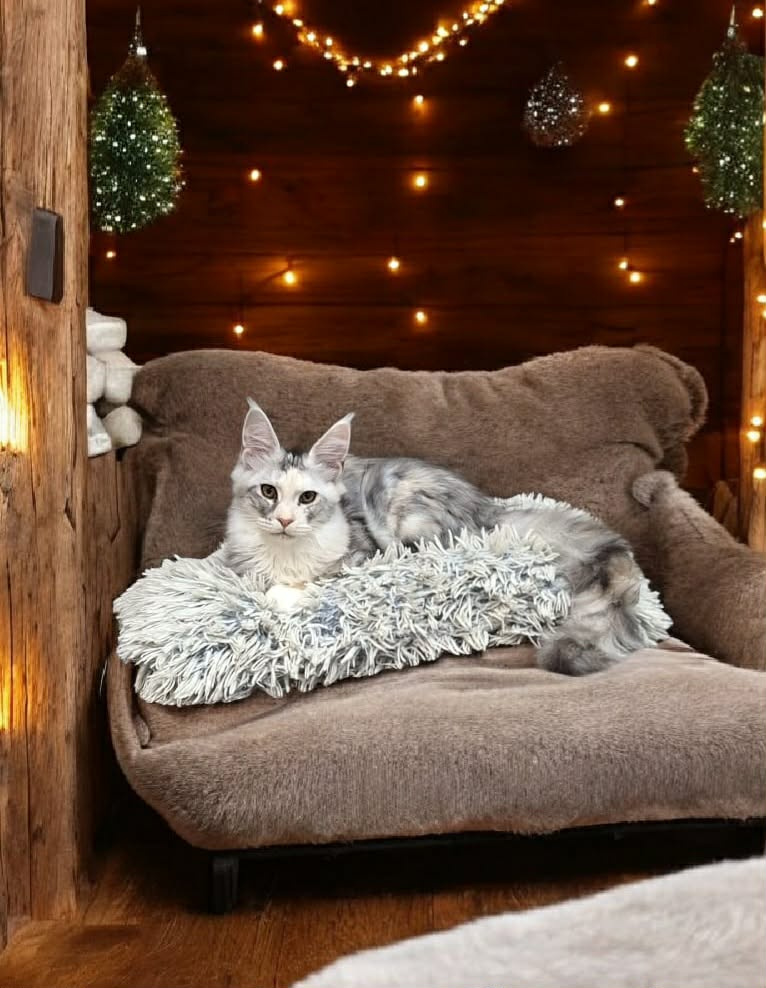 Mainská mývalí s PP - 2