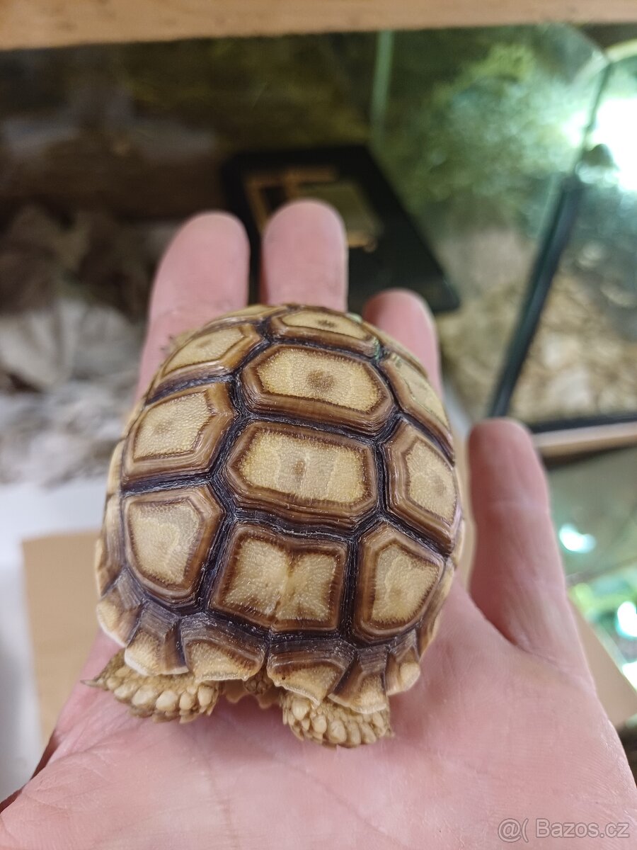 Želva ostruhatá sulcáta - 2