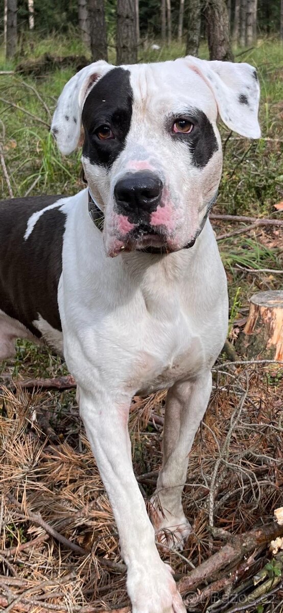 Americký stafordšírský teriér - 2