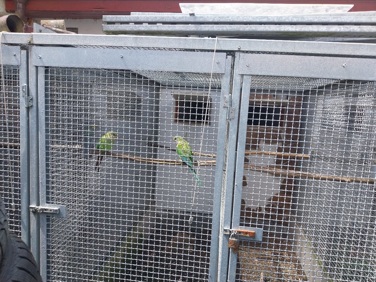 Papousek Nadherny - 2