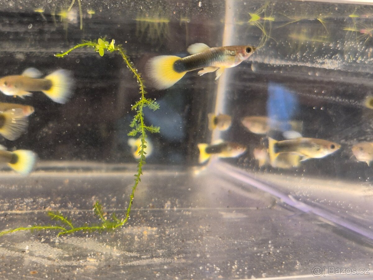 Paví oko - tuxedo yellow - 2