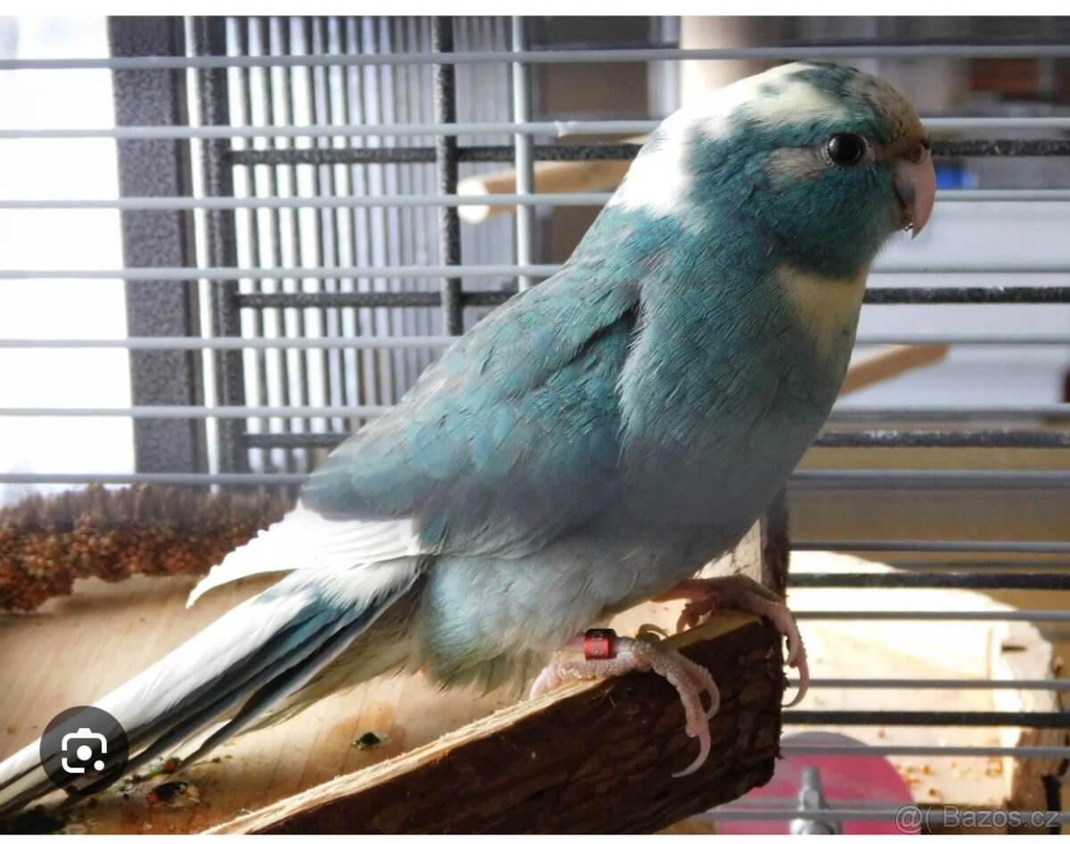 Kakariki - 2