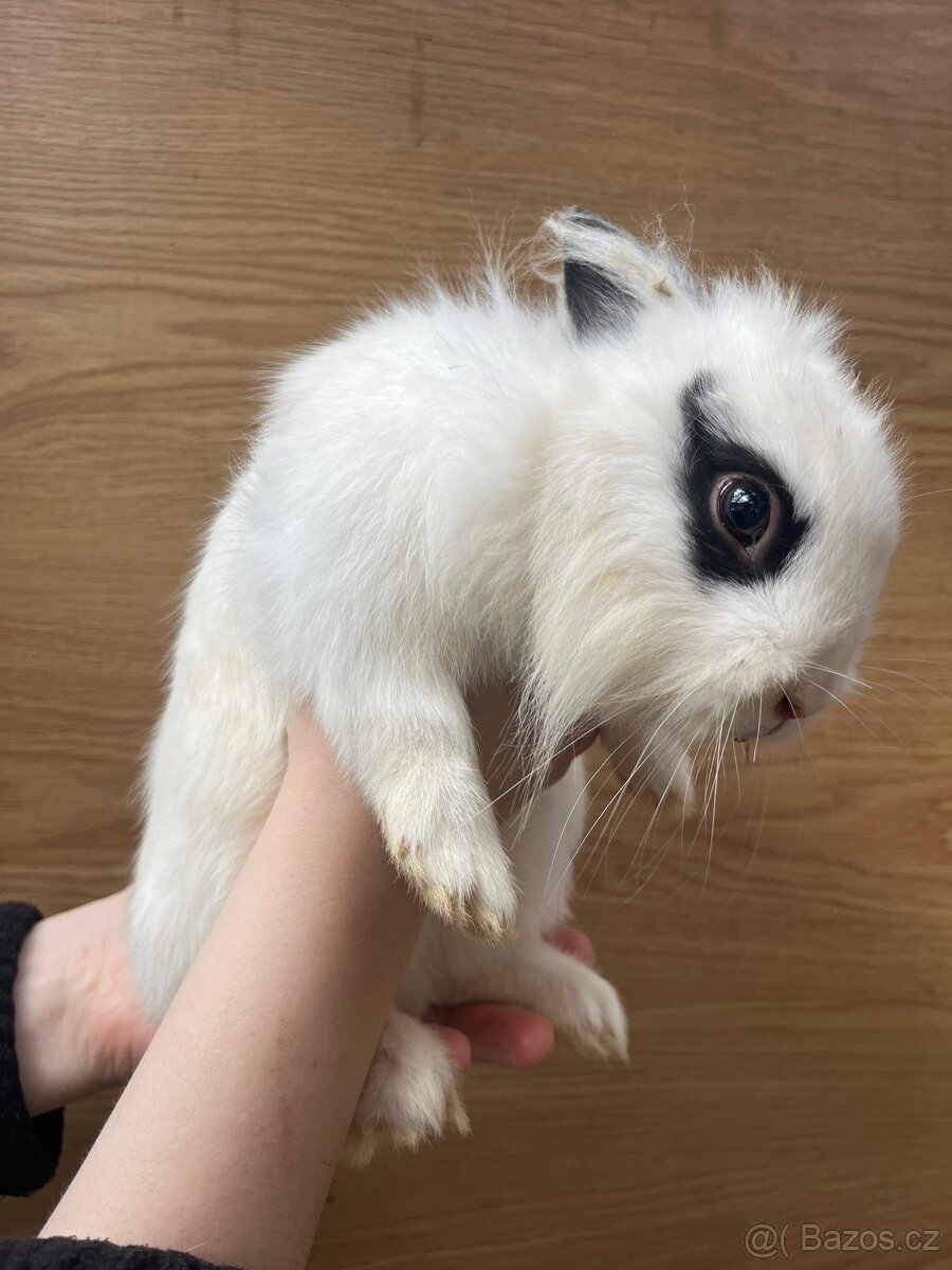 Prodáme králíčí samečky - 2