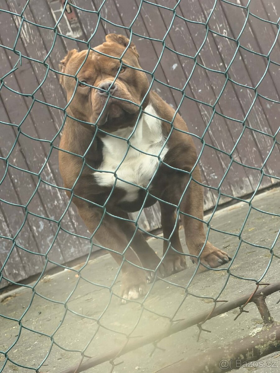 Aamerican Bully extrem s PP - 2