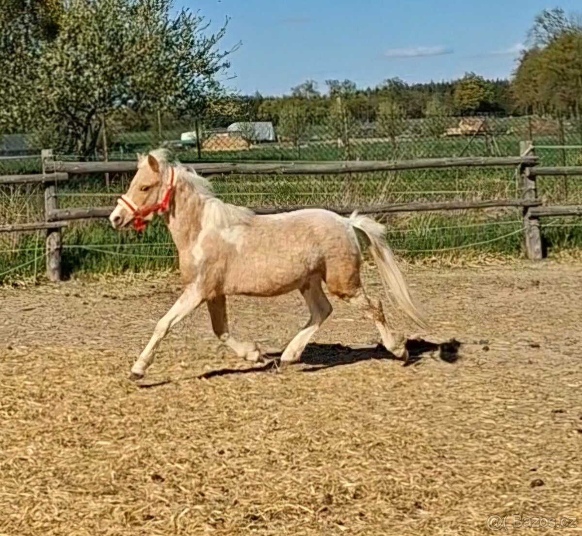 Pony kobylka - klisna - 2