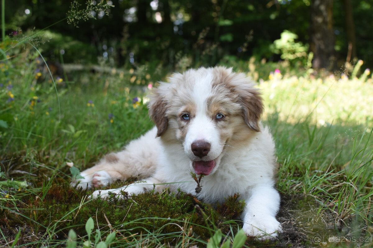 Miniaturní americký ovčák - krásná fenka red merle s PP - 2