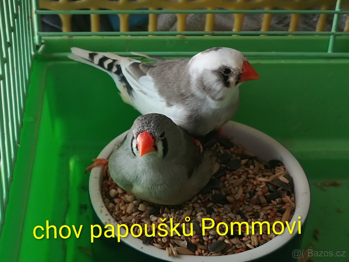 Zebřička pestrá - 2 samičky - 2
