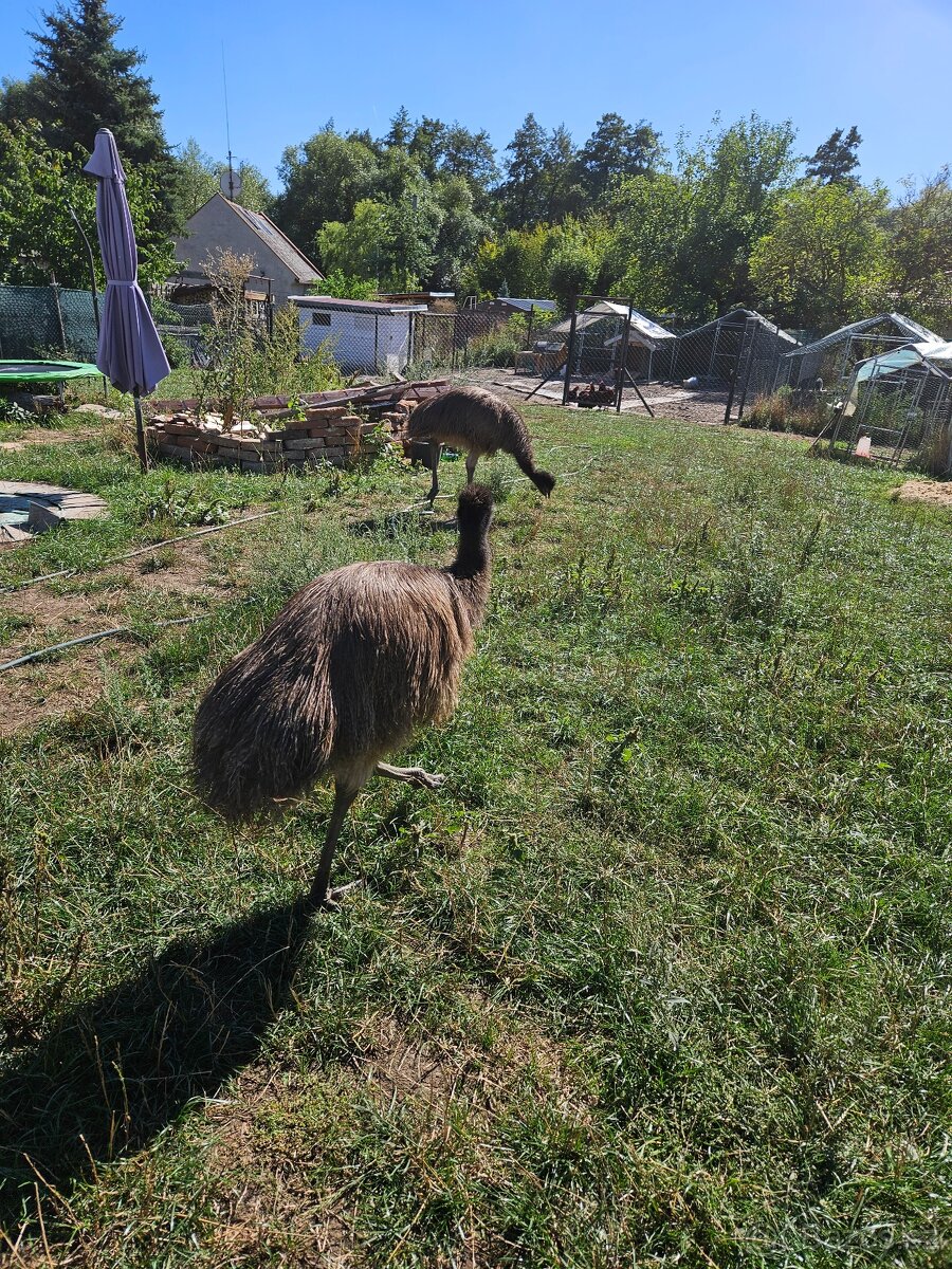 Emu hnědý - 2