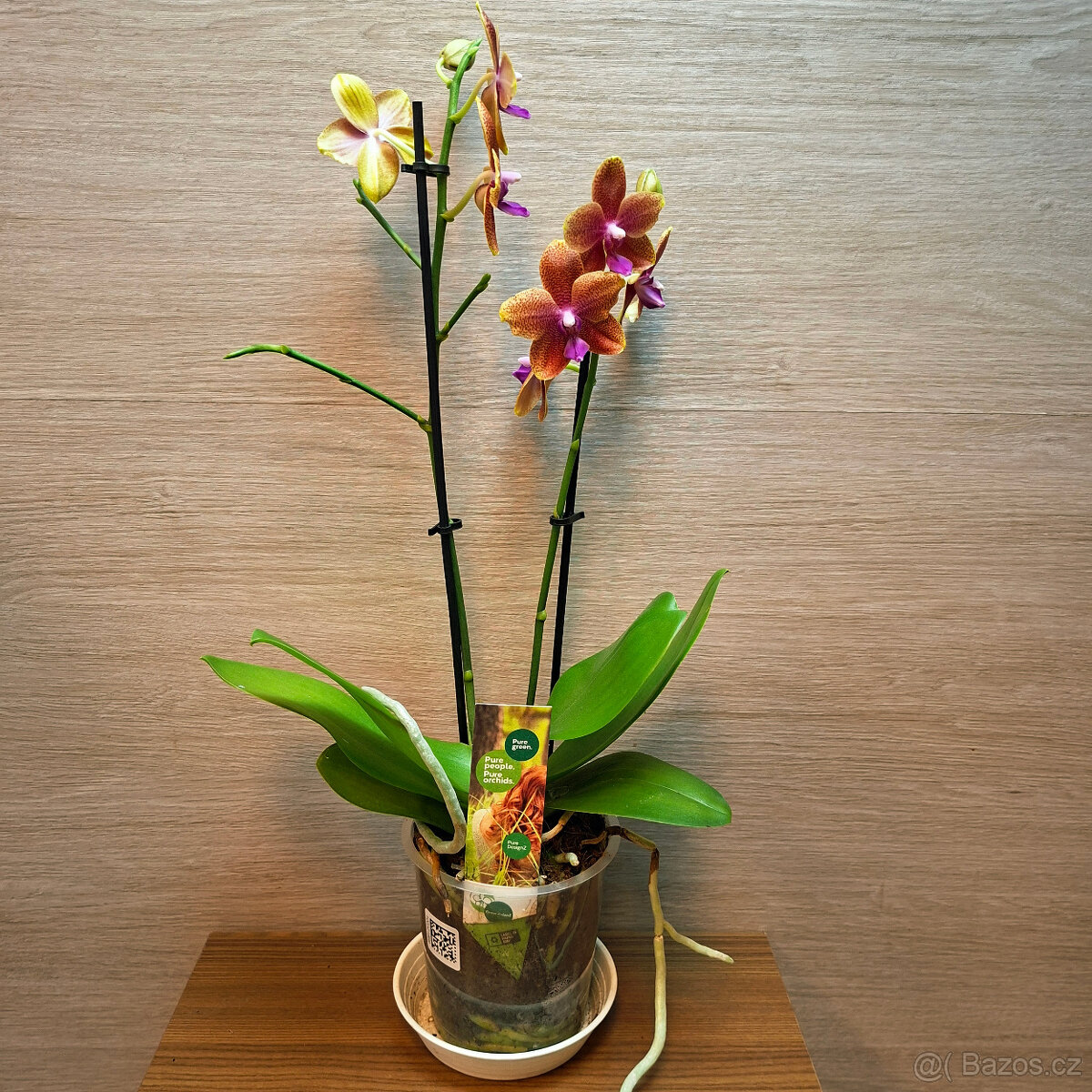 Phalaenopsis Bolgheri - 2