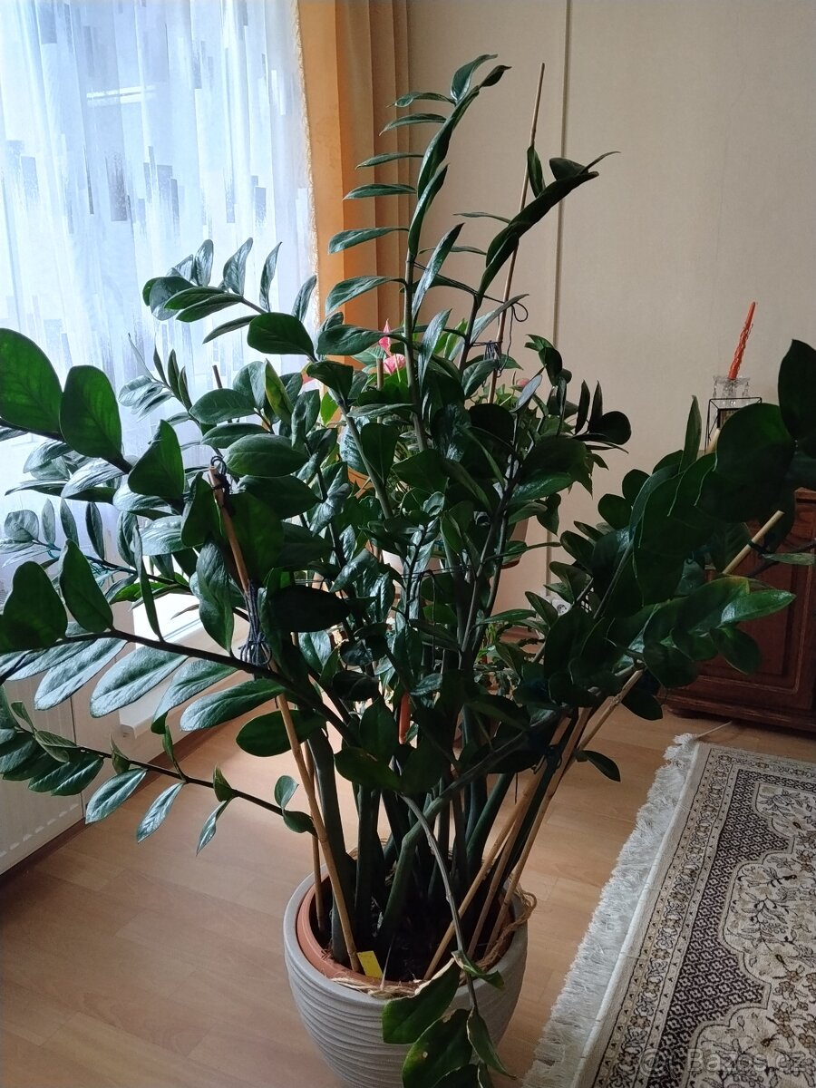 zamiokulkas - 2