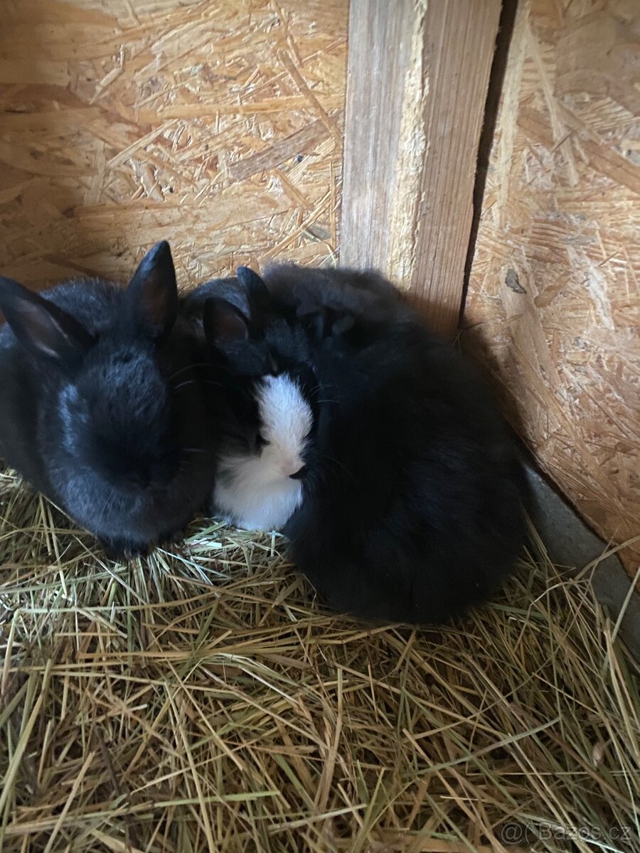 Králíci- zakrslý - 2