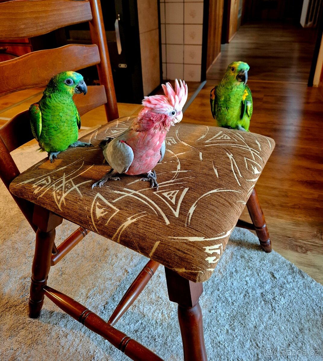 Ručně dokrmená mláďata - 2