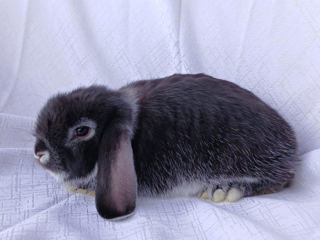 Zakrslí králíčci, beránci a teddy s rodokmenem - 2