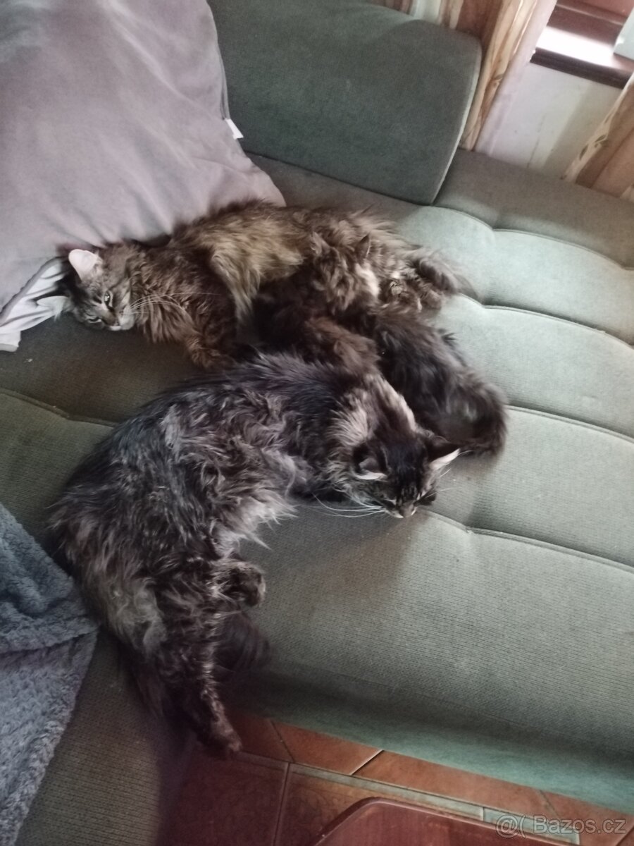 Mainská mývalí koťátka - 2