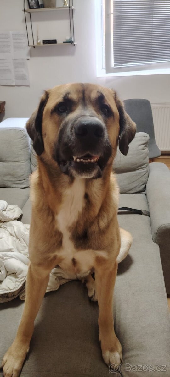 Pastevecký pes - kříženec - 2