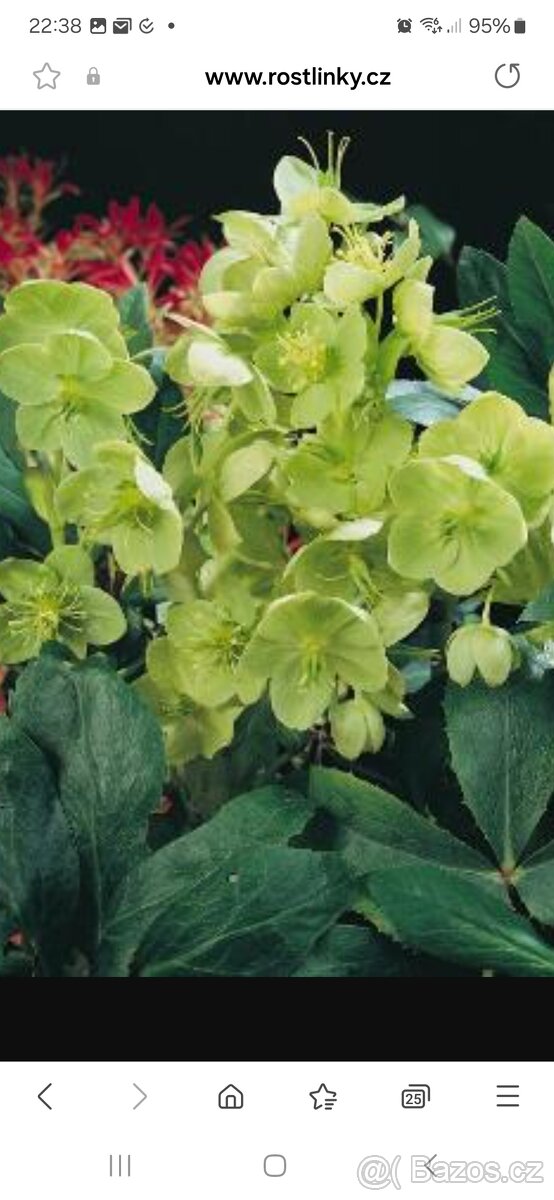 Prodám silné sazenice čemeřice korsické - 2