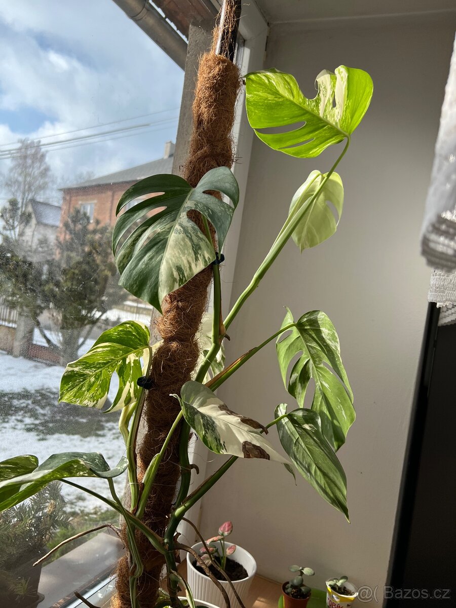 Monstera deliciosa albo - 2