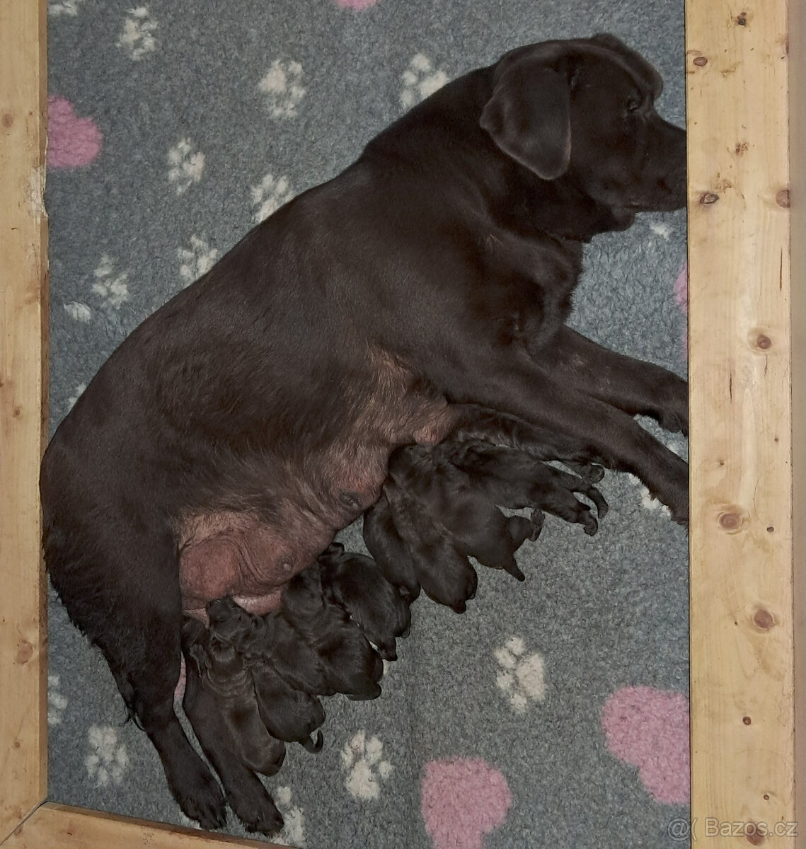 Labradorský retrivr - 2