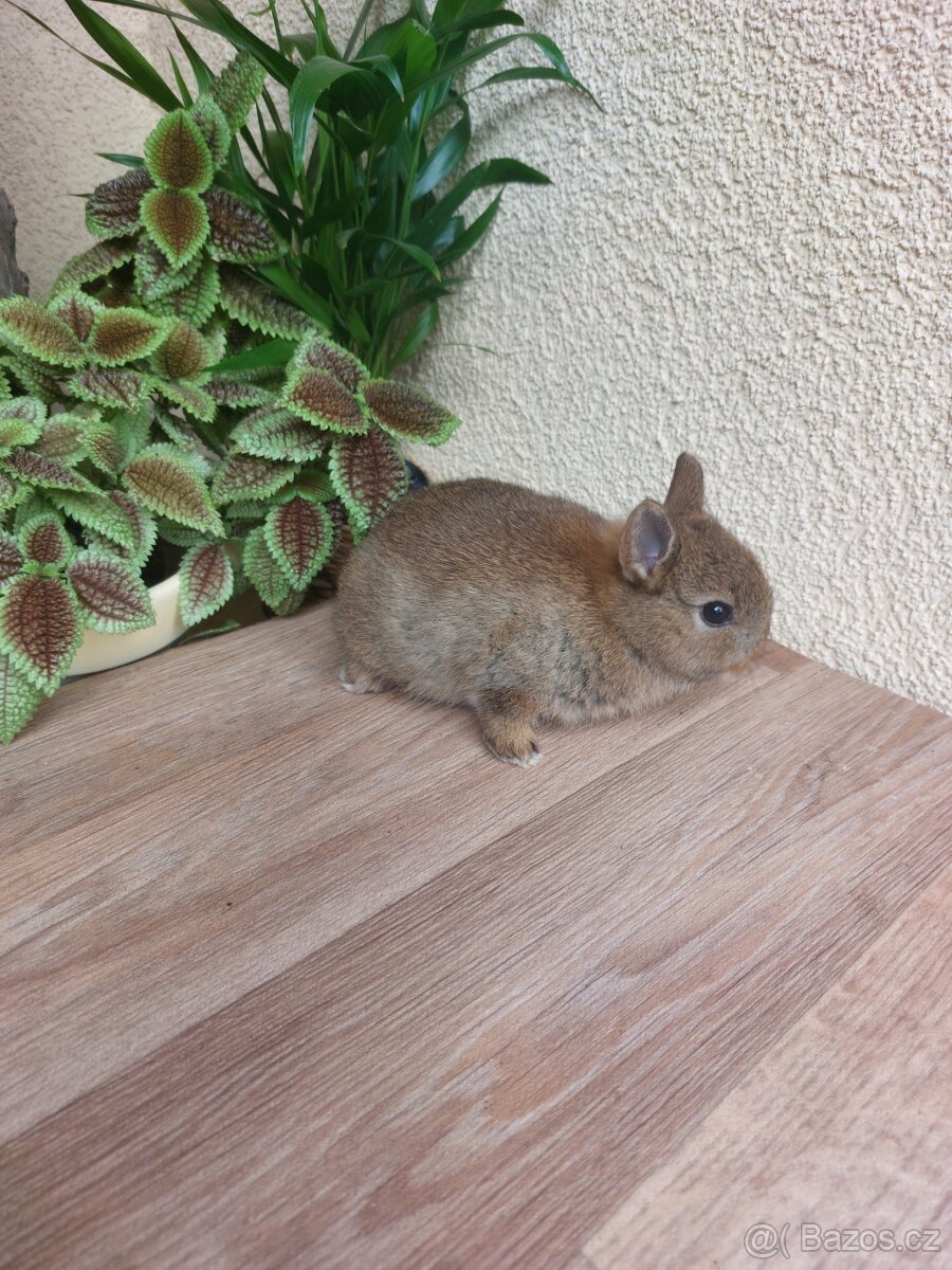 Zakrslý králík hladkosrstý - samička - 2