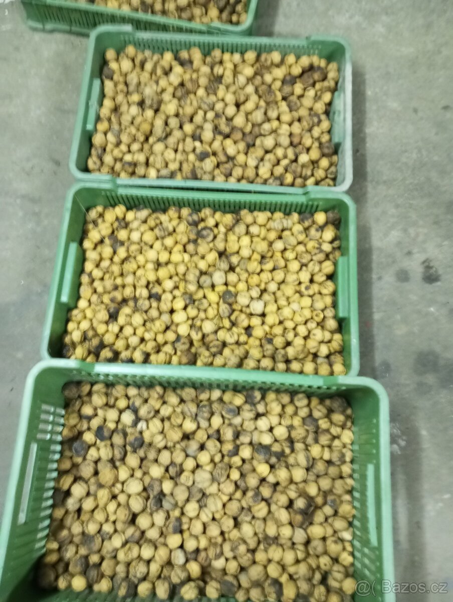 Vlašské ořechy - 2