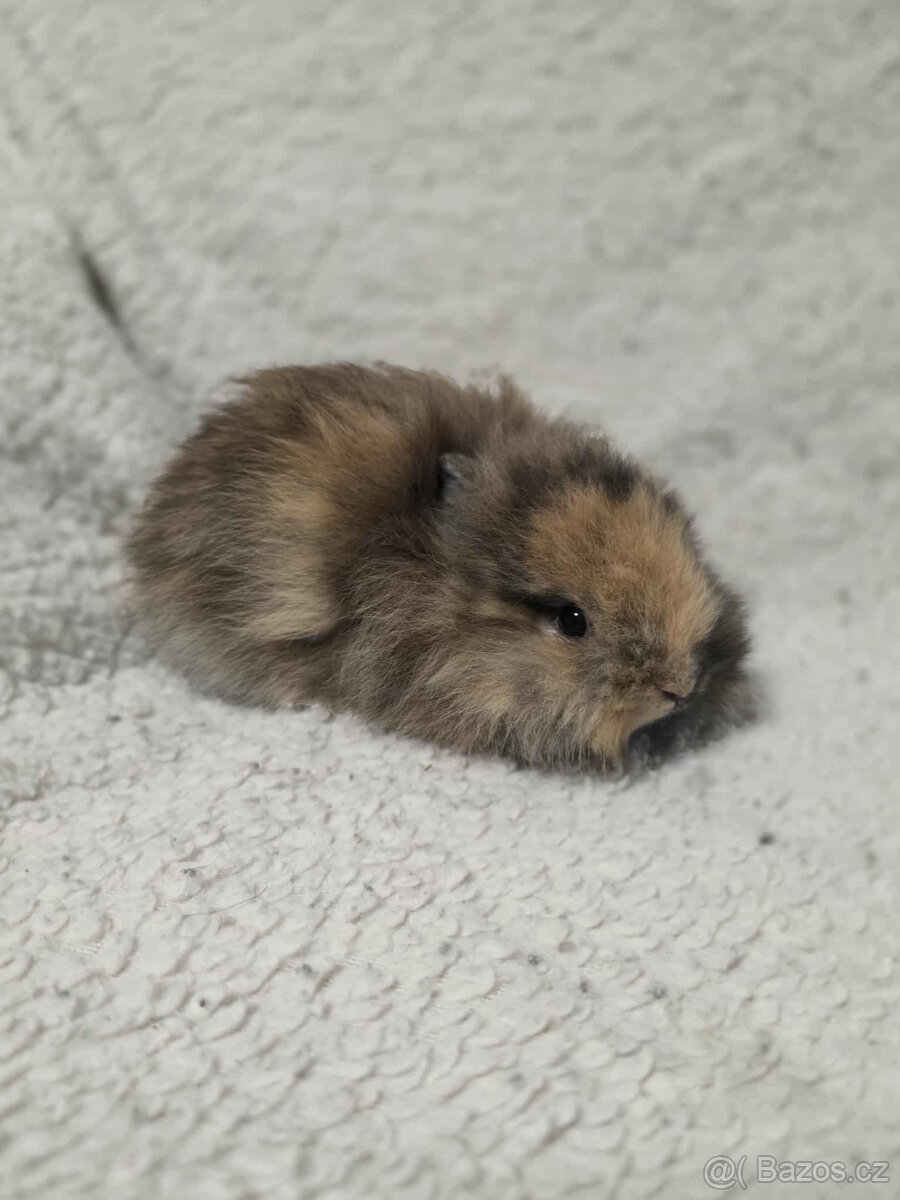 Zakrslí Teddy králíčci s PP - 2