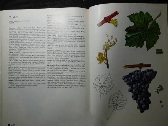 Atlas,ovocnářství,sady,roubování - 2